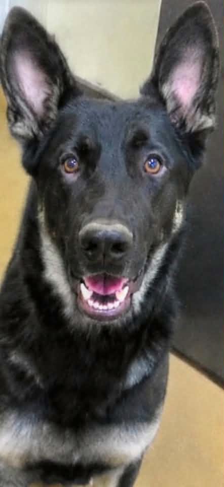 Adoptable pet photo