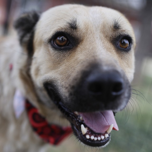 Adoptable pet photo