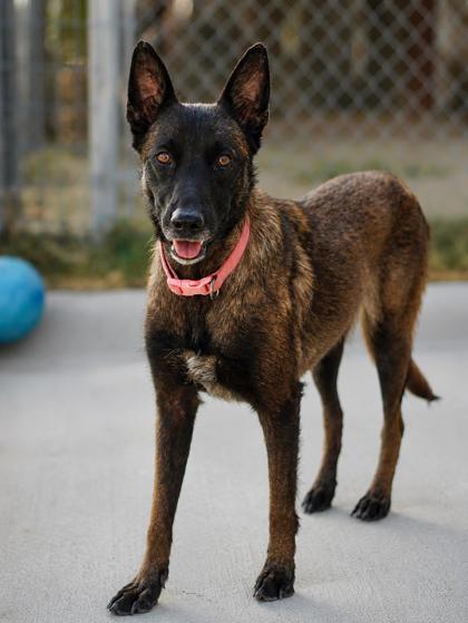 Adoptable pet photo