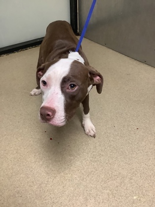 Adoptable pet photo