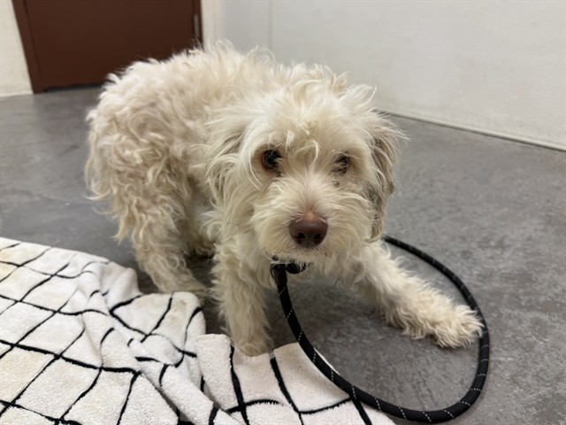 Adoptable pet photo