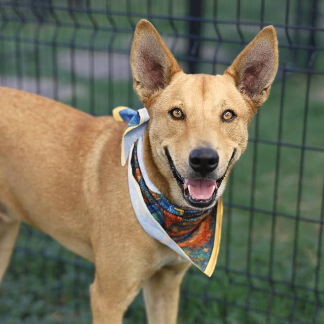 Carolina Dog (mix breed) available for adoption