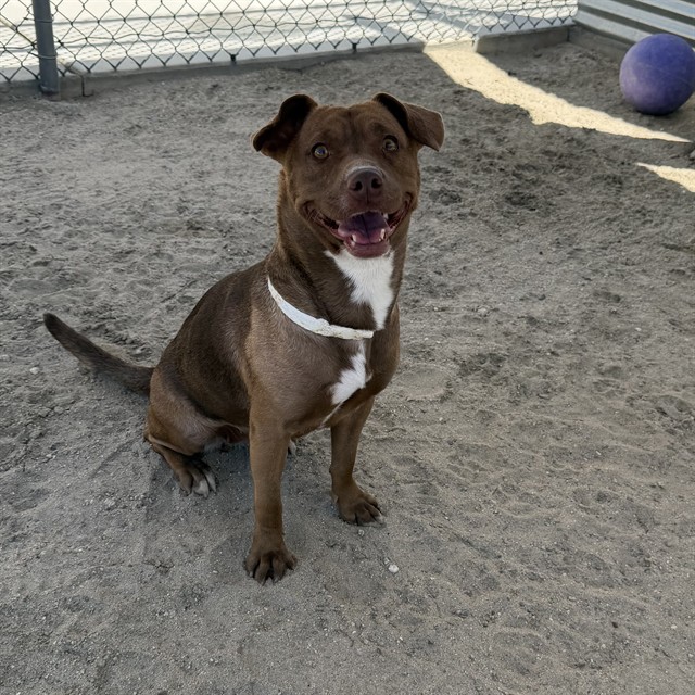 Snickers, a Labrador Retriever (mix breed), available for adoption
