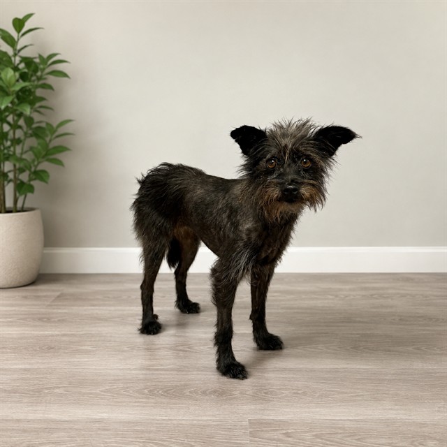 Cookie, a Yorkshire Terrier Yorkie, available for adoption