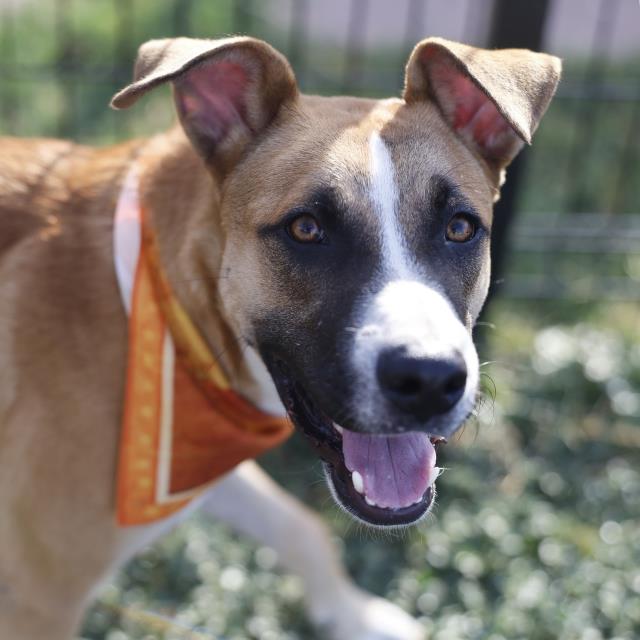 Buddy, a Black Mouth Cur (mix breed), available for adoption