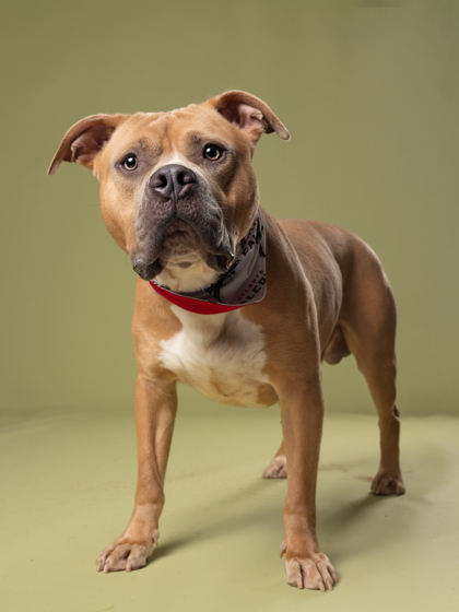 Thor, a Pit Bull Terrier, available for adoption