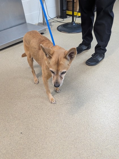 Sister, a Chihuahua, available for adoption