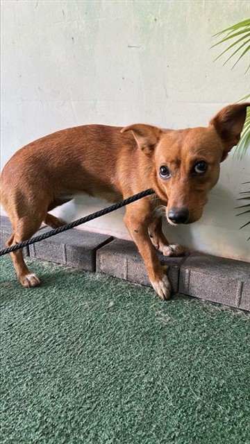 Pasilla, a Chihuahua, available for adoption