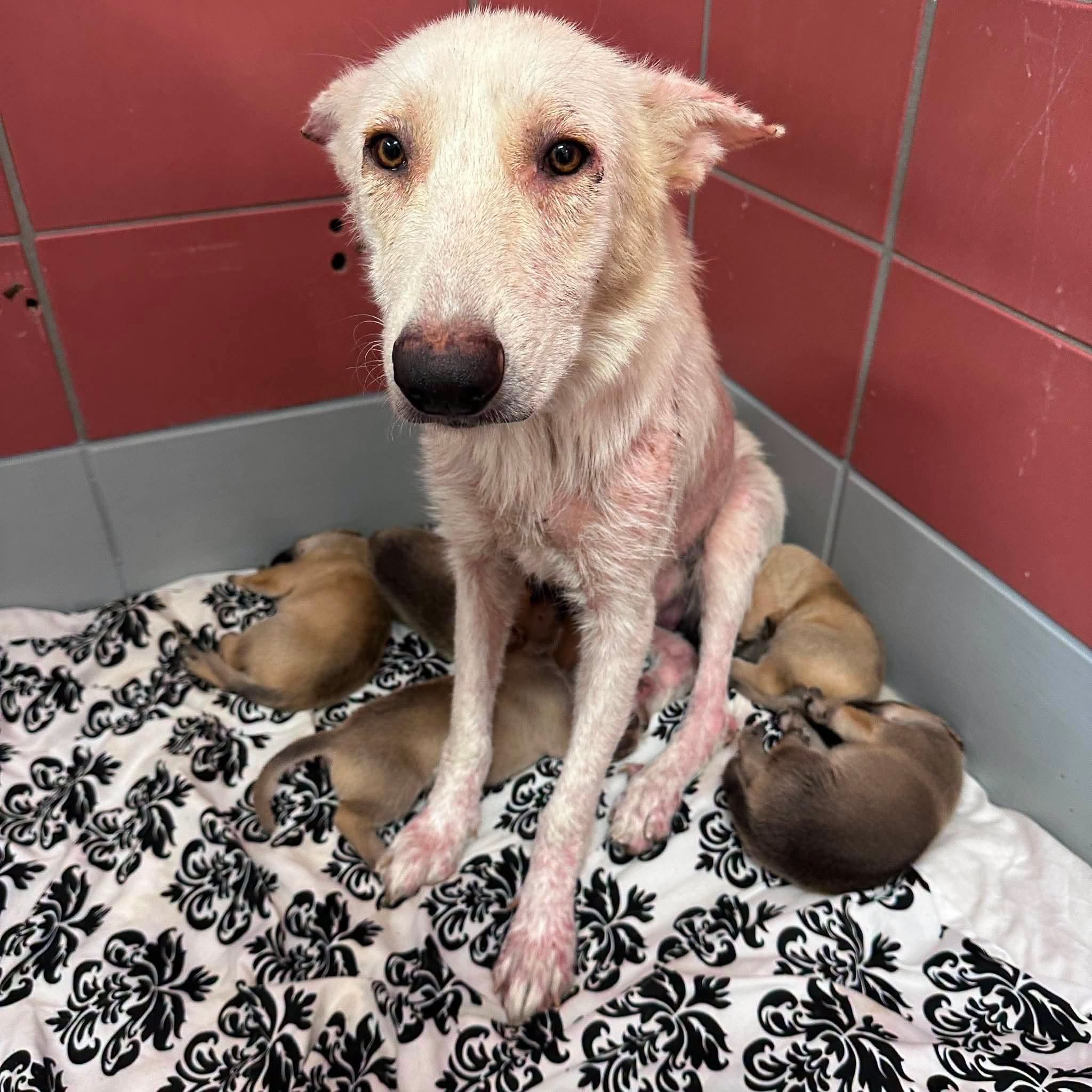 Lady And Puppies, a Husky (mix breed), available for adoption
