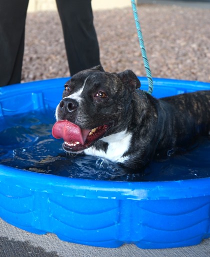 Roxy, a Pit Bull Terrier (mix breed), available for adoption