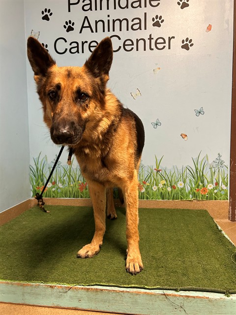 A5797793, a German Shepherd, available for adoption