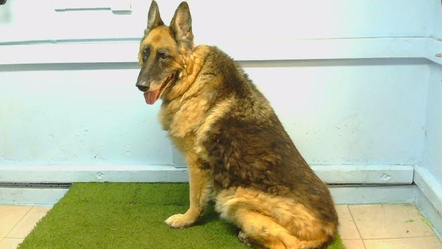 Sasha, a German Shepherd, available for adoption