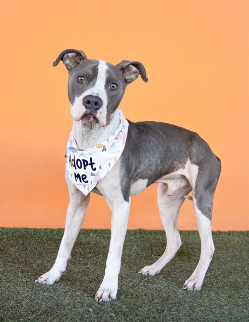 Spyder, a American Staffordshire Terrier, available for adoption