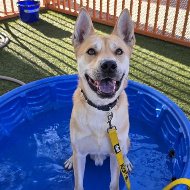 Kion The Lion, a American Staffordshire Terrier, available for adoption