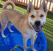 Kion The Lion, a American Staffordshire Terrier, available for adoption