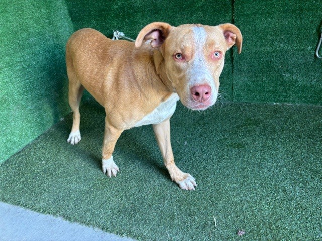 Andy, a Pit Bull Terrier, available for adoption