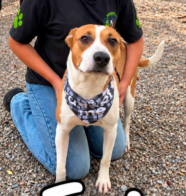 Epi, a Pit Bull Terrier (mix breed), available for adoption