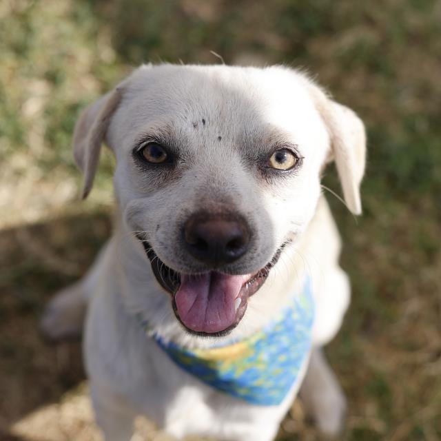 Joey, a Chihuahua (mix breed), available for adoption