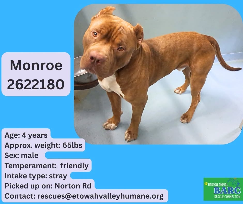 Monroe, a American Staffordshire Terrier, available for adoption