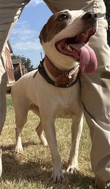 A479975, a Beagle, available for adoption