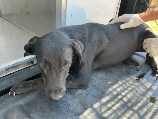 A035011, a Labrador Retriever, available for adoption