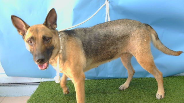 Nunu, a German Shepherd, available for adoption