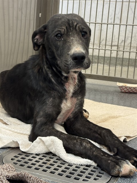 Romeo, a American Staffordshire Terrier (mix breed), available for adoption