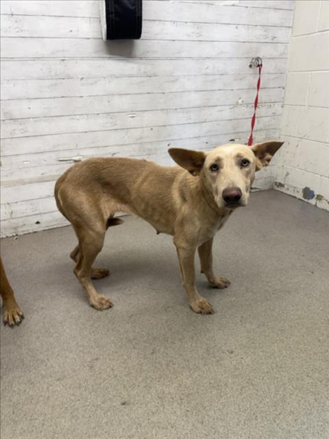 Rachel, a Belgian Shepherd Malinois (mix breed), available for adoption