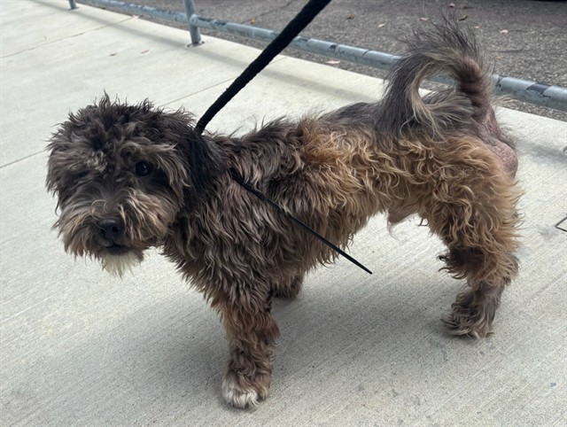 Osito, a Terrier, available for adoption