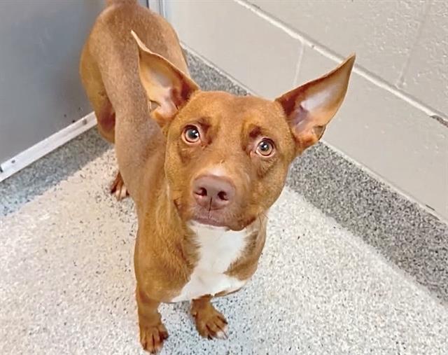 Angel, a Australian Kelpie, available for adoption