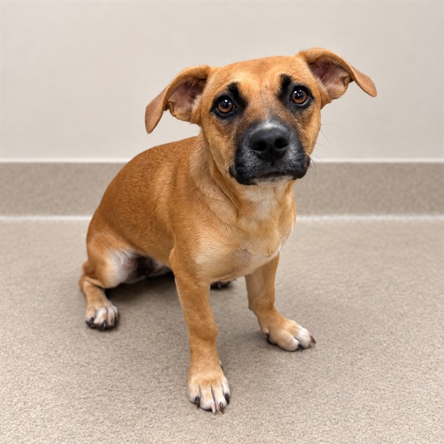 Phyllis, a Dachshund, available for adoption