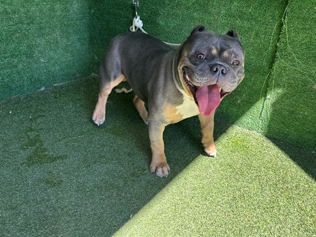 Buddy, a English Bulldog, available for adoption