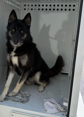 Drago, a Norwegian Elkhound (mix breed), available for adoption