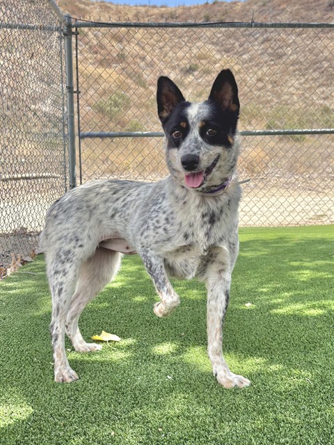 Luna, a Australian Cattle Dog/Blue Heeler, available for adoption