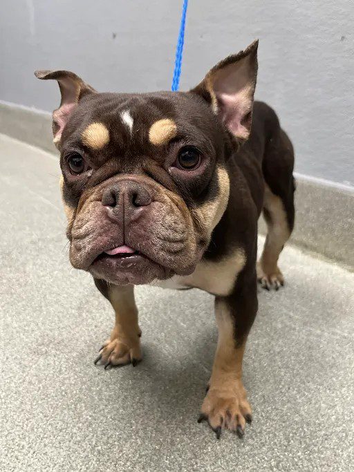 Marisol, a English Bulldog, available for adoption