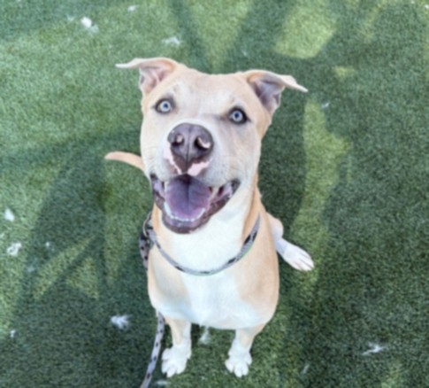 George, a Pit Bull Terrier (mix breed), available for adoption