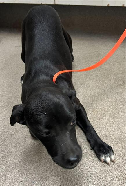 Judy Hopps, a Pit Bull Terrier (mix breed), available for adoption