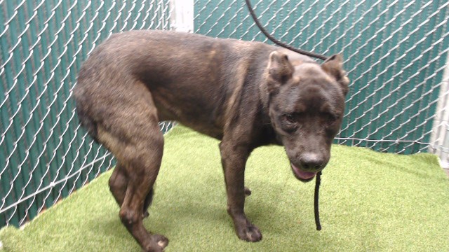Puma, a Cane Corso Mastiff, available for adoption