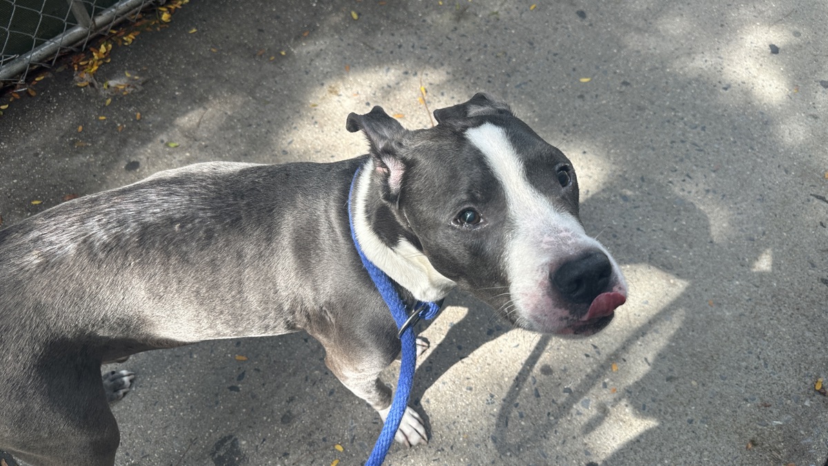 Tommy, a American Staffordshire Terrier, available for adoption