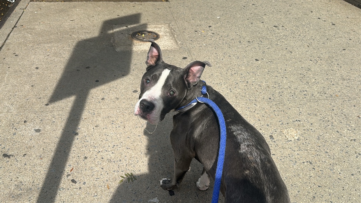 Other Photos of thie Dog