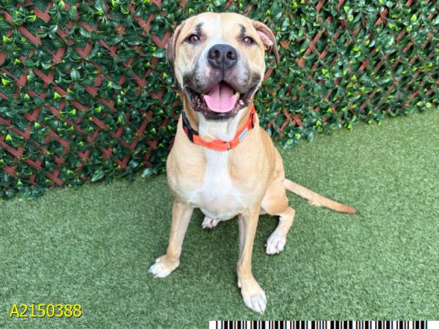 Coco, a American Staffordshire Terrier, available for adoption