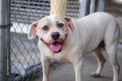 Nala, a Pit Bull Terrier, available for adoption