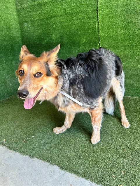 April, a Australian Cattle Dog/Blue Heeler, available for adoption