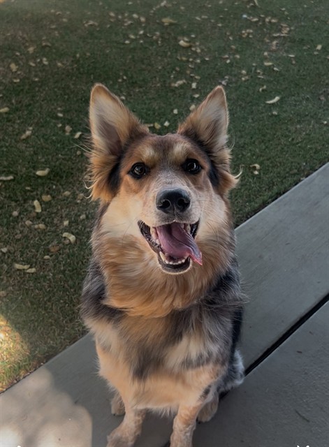 April, a Australian Cattle Dog/Blue Heeler, available for adoption