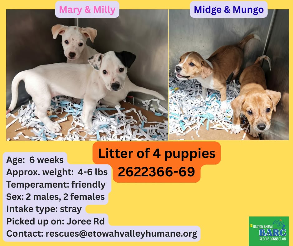 Four Puppies, a Retriever, available for adoption