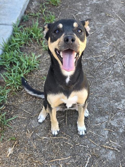 Venicia, a Shepherd (mix breed), available for adoption