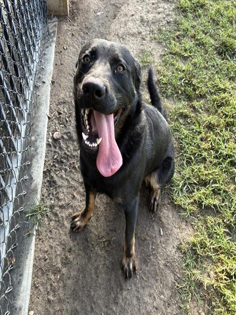 Bruno, a Shepherd, available for adoption