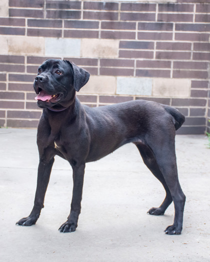 Other Photos of thie Dog