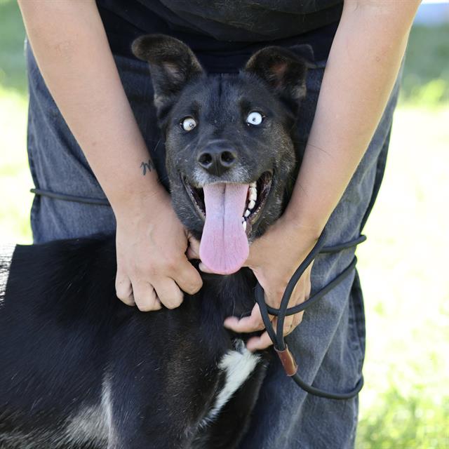 Unique, a Border Collie, available for adoption