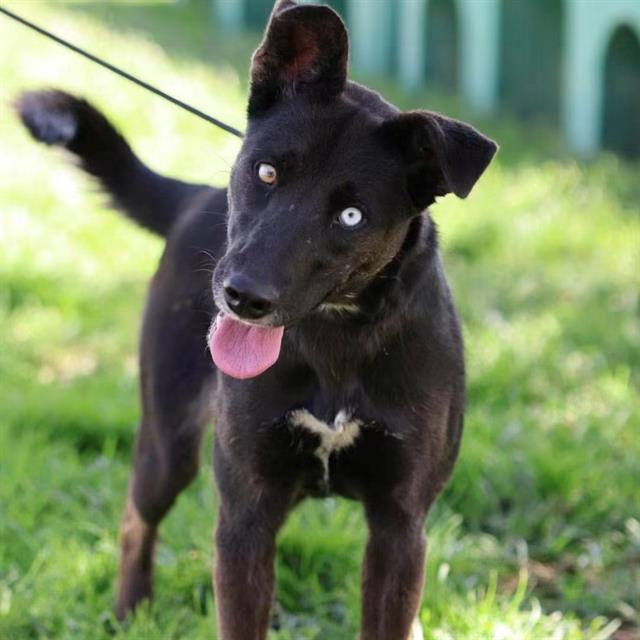 Unique, a Border Collie, available for adoption